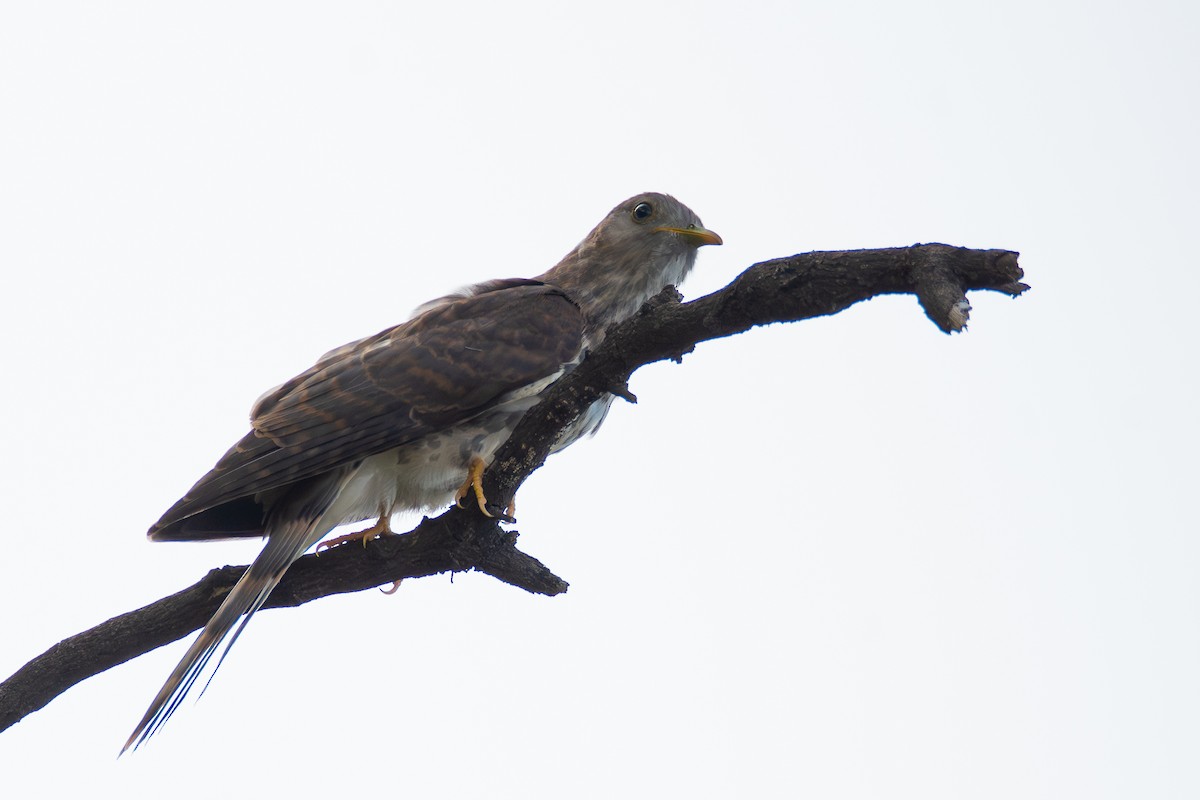 Common Hawk-Cuckoo - ML642659740