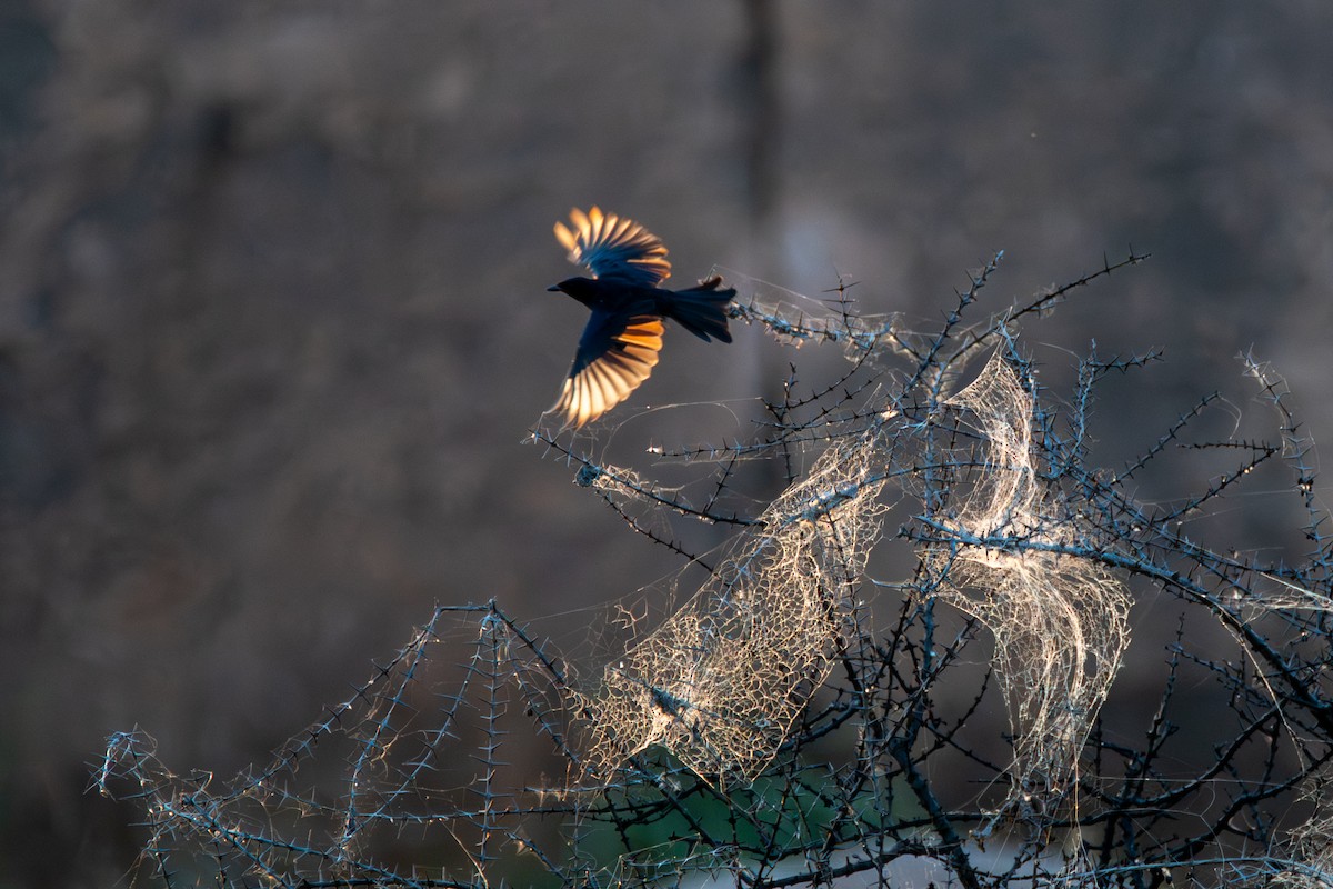 Black Drongo - ML642659749