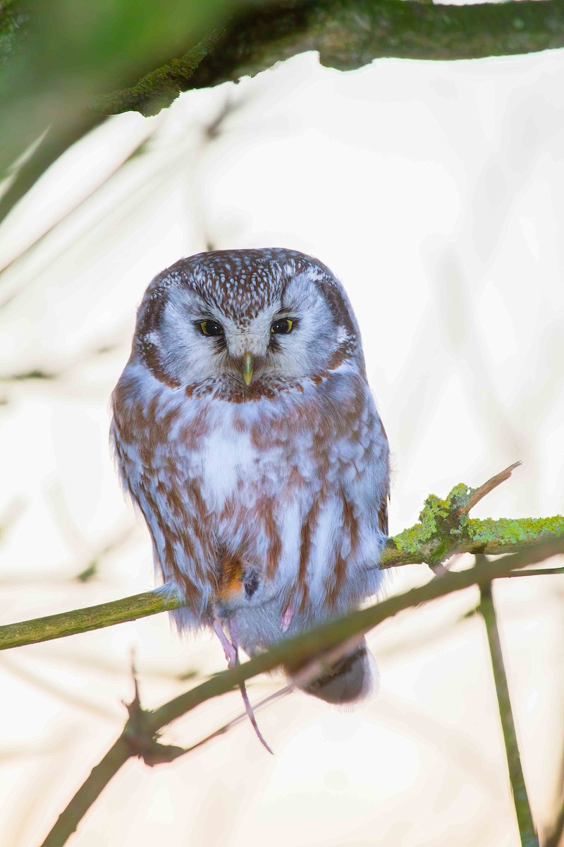 Boreal Owl (Tengmalm's) - ML642659750