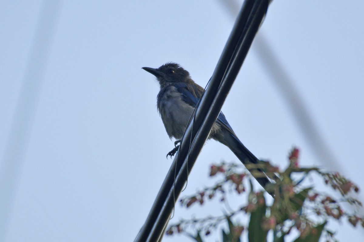 California Scrub-Jay - ML642659754
