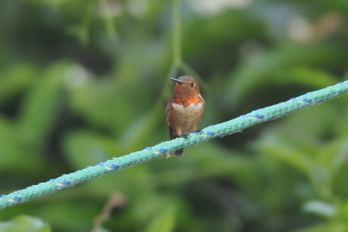 Allen's Hummingbird - ML642659755