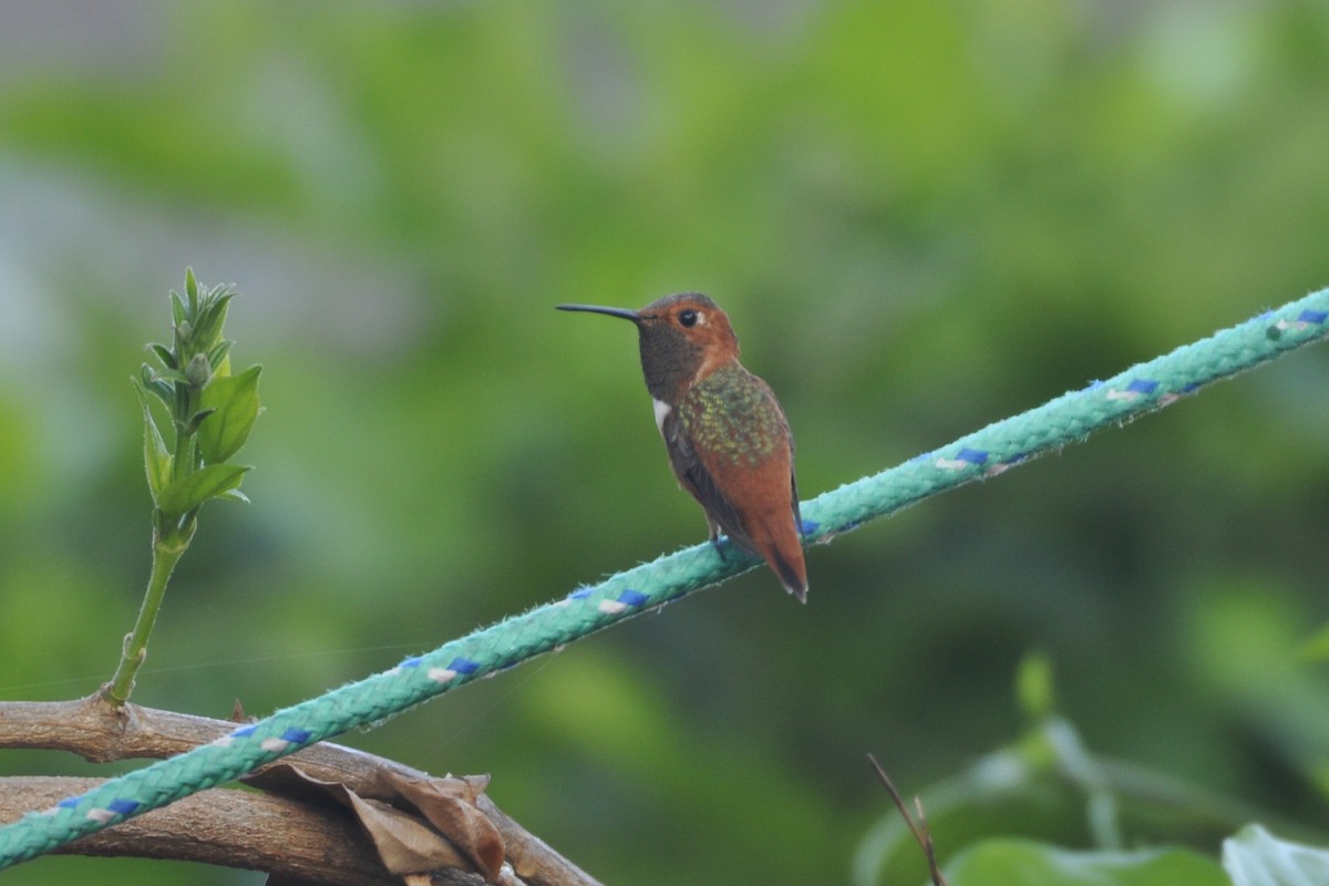 Allen's Hummingbird - ML642659756