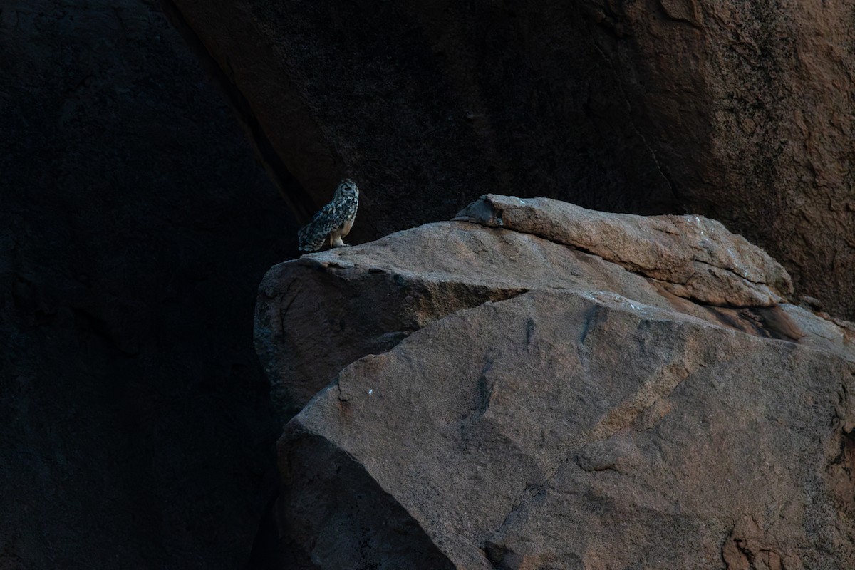 Rock Eagle-Owl - ML642659757