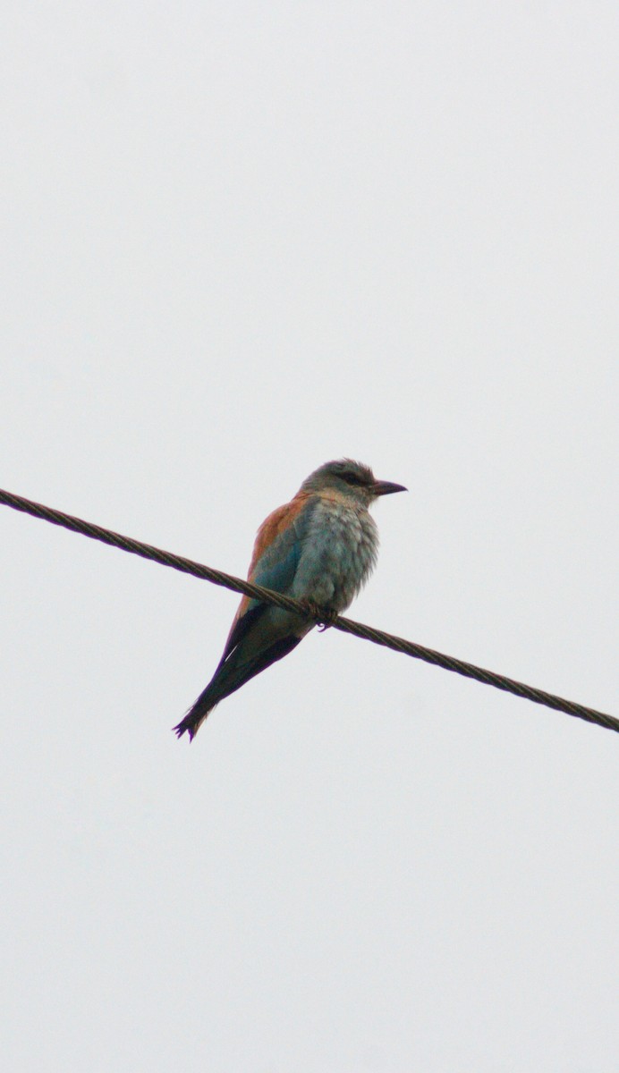 Өрнийн зүсэг - ML642659758
