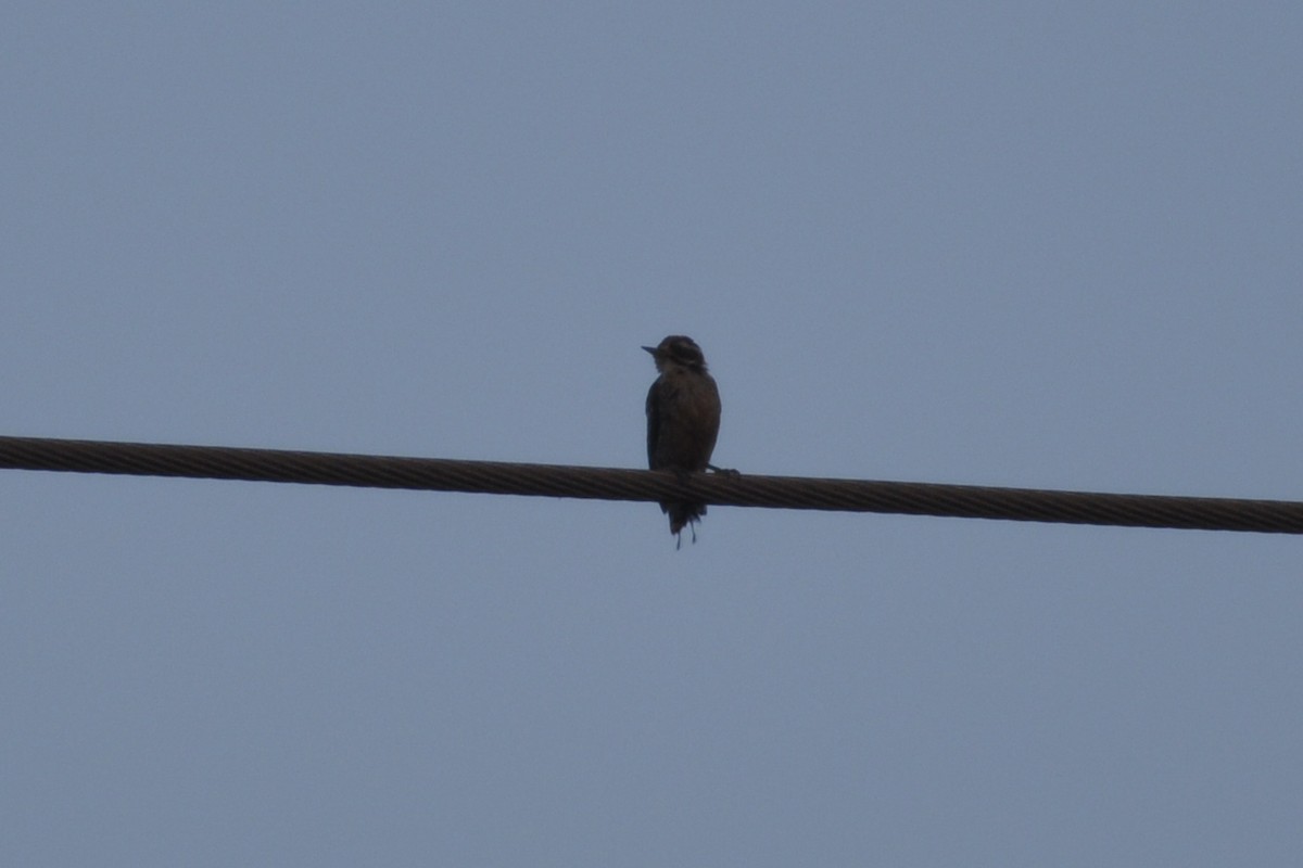 Nuttall's Woodpecker - ML642659759