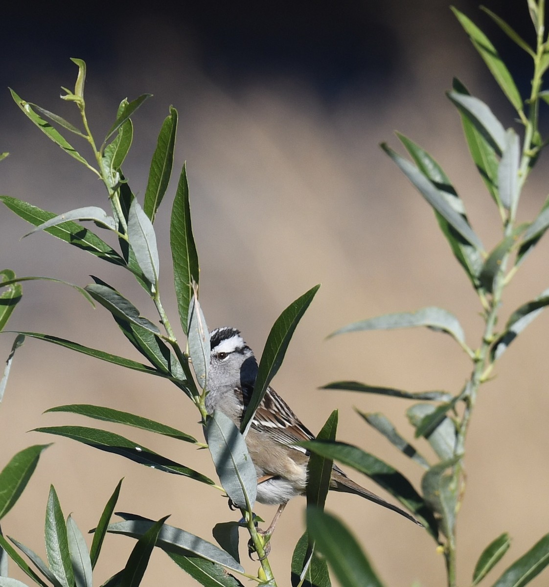 White-crowned Sparrow - ML642659827