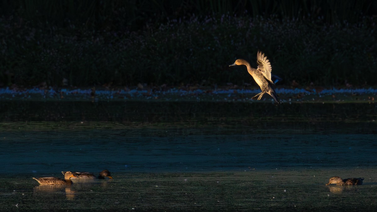 Northern Pintail - ML642659831