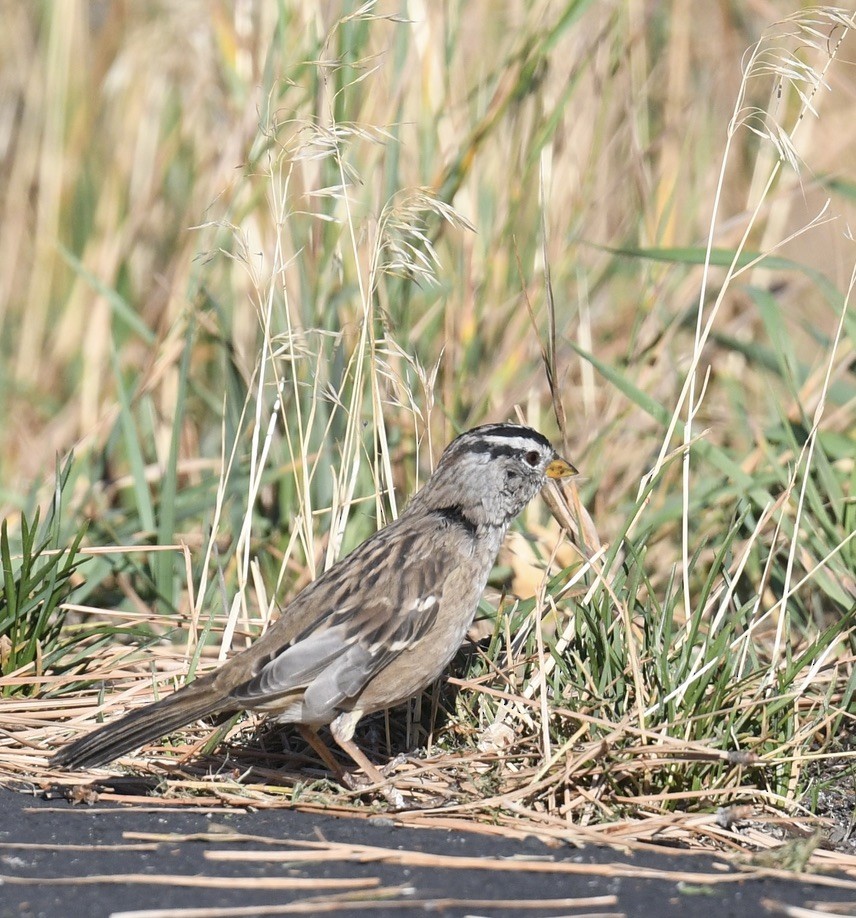 White-crowned Sparrow - ML642659834