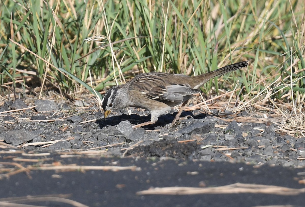 White-crowned Sparrow - ML642659835