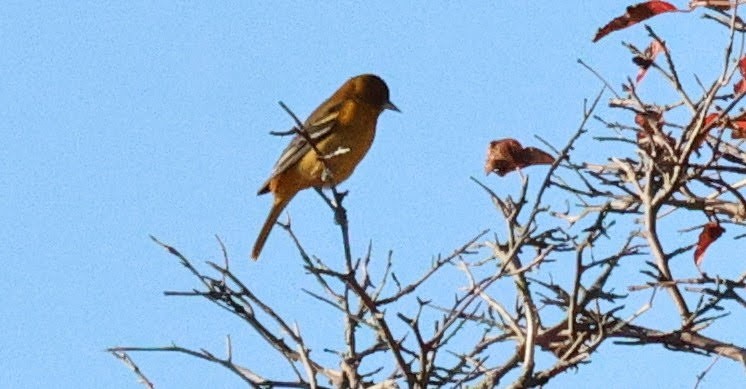 Baltimore Oriole - ML642659836
