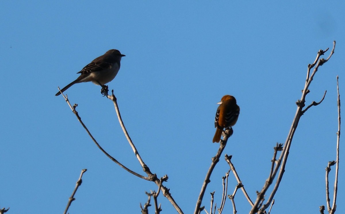 Baltimore Oriole - ML642659837