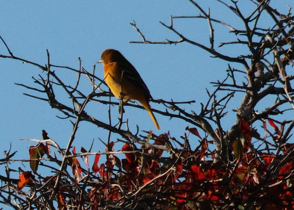 Baltimore Oriole - ML642659838