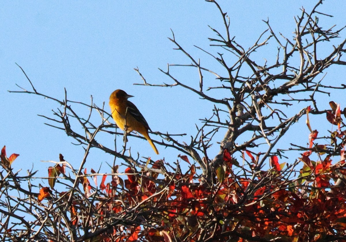 Baltimore Oriole - ML642659839