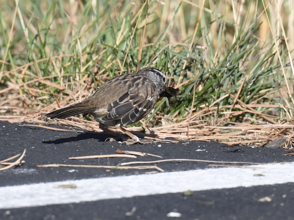 White-crowned Sparrow - ML642659849