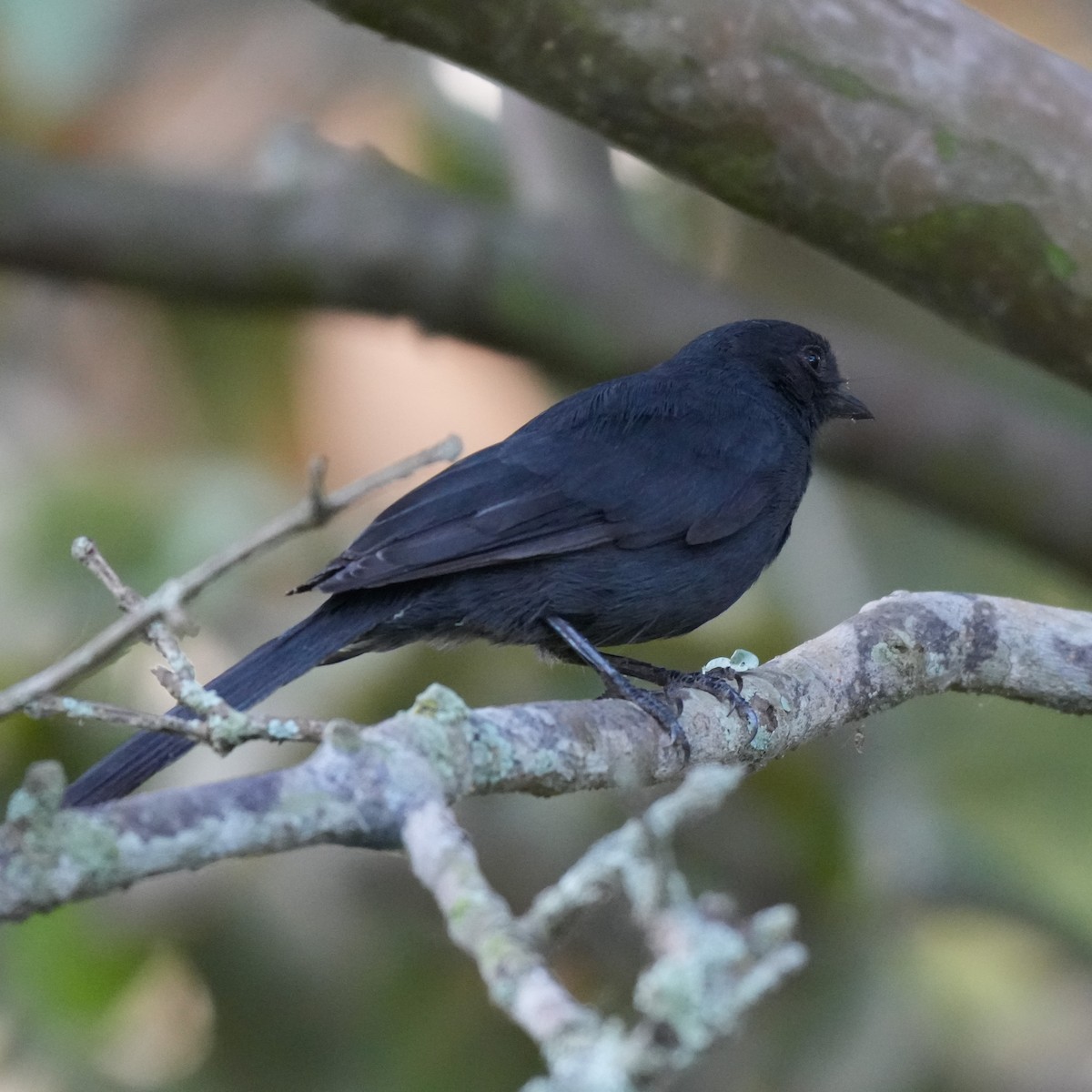 Northern Black-Flycatcher - ML642659885
