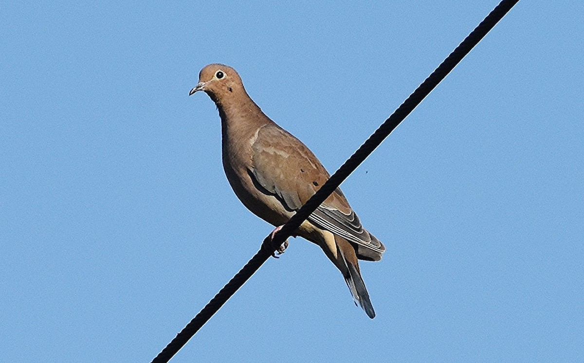 Mourning Dove - ML642659897