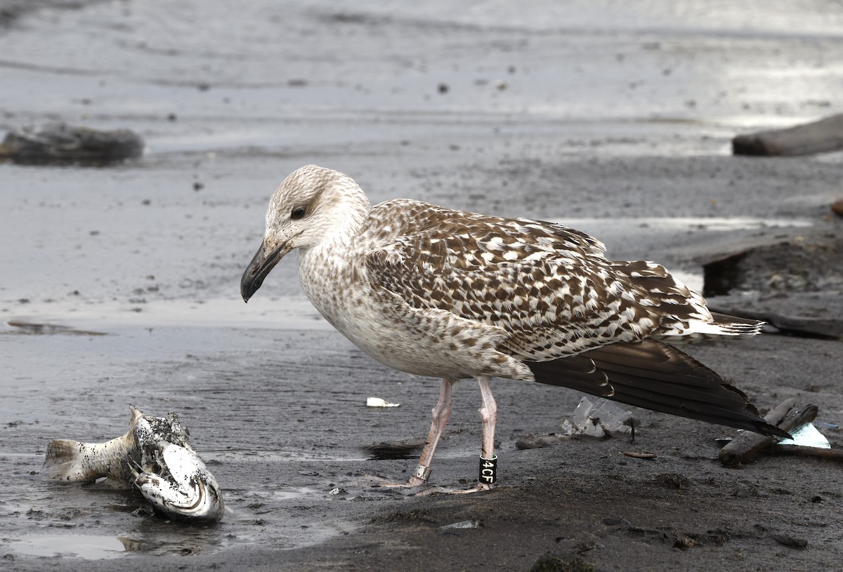 Great Black-backed Gull - ML642659932