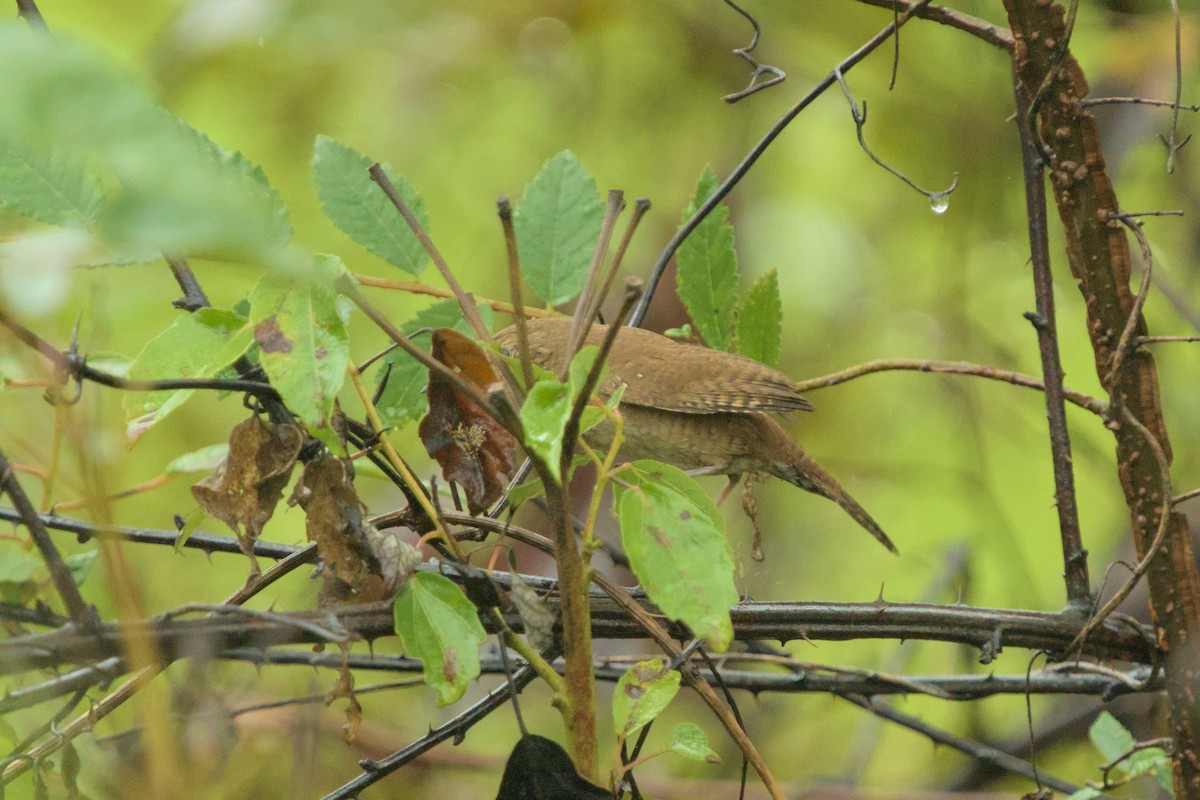 Northern House Wren - ML642659935