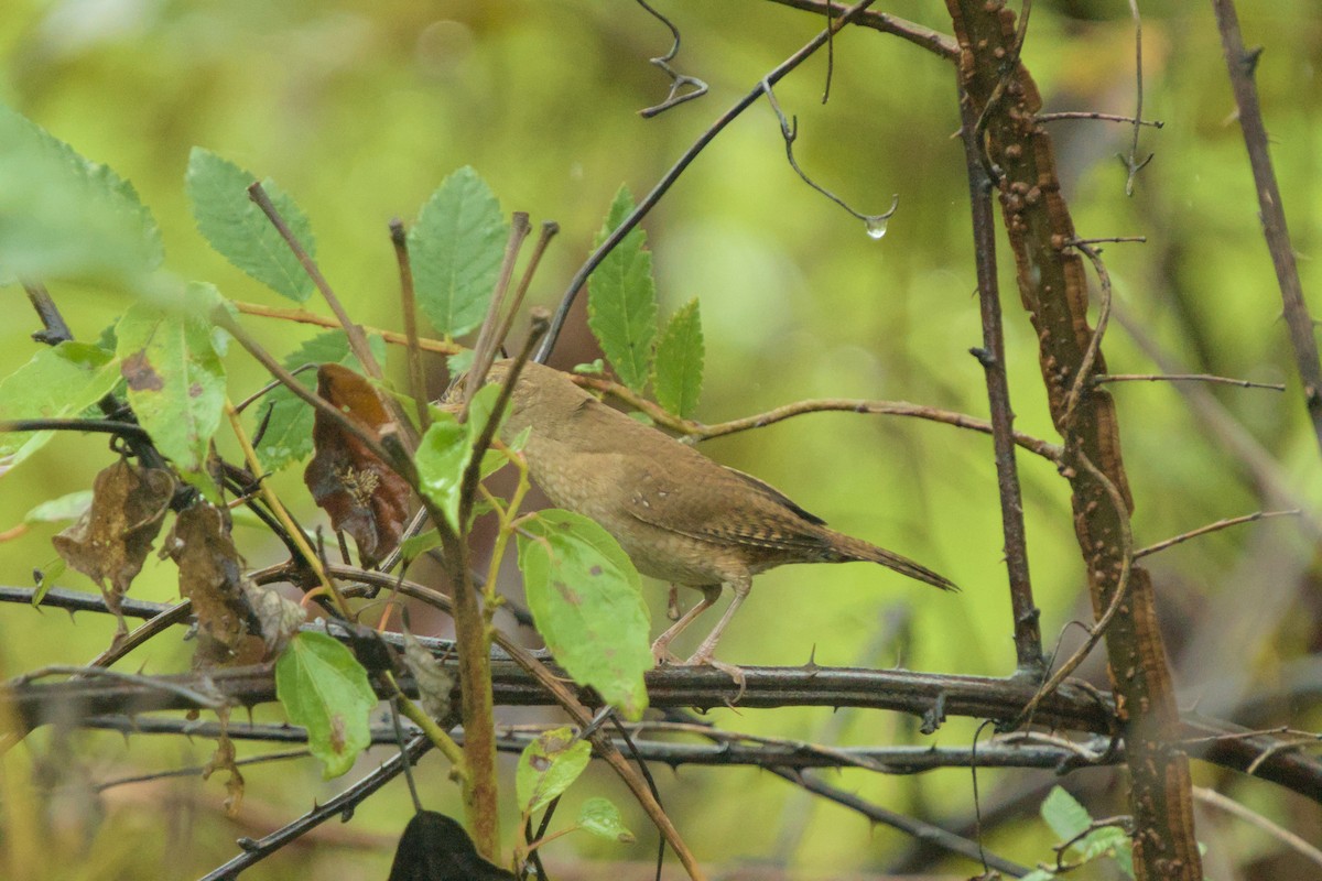 Northern House Wren - ML642659937