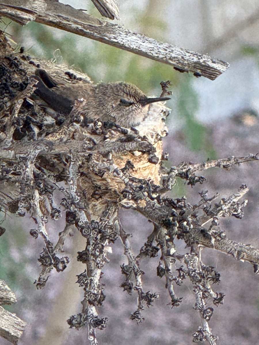 Costa's Hummingbird - ML642659940