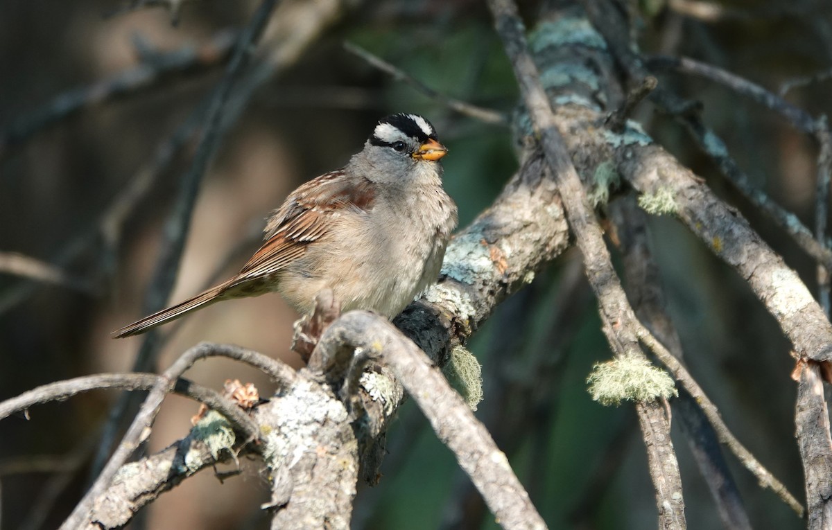 White-crowned Sparrow - ML642659953