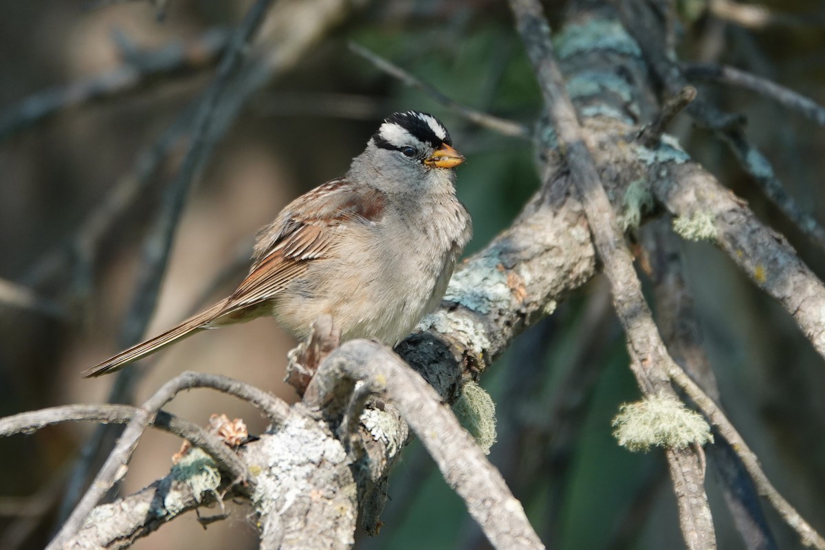 White-crowned Sparrow - ML642659954