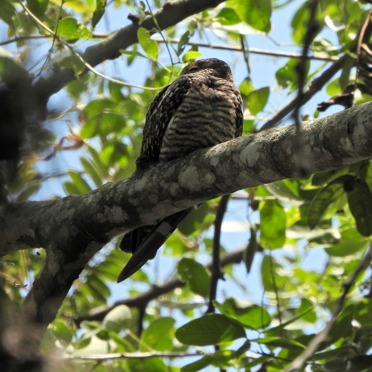 Lesser Nighthawk - ML642659958