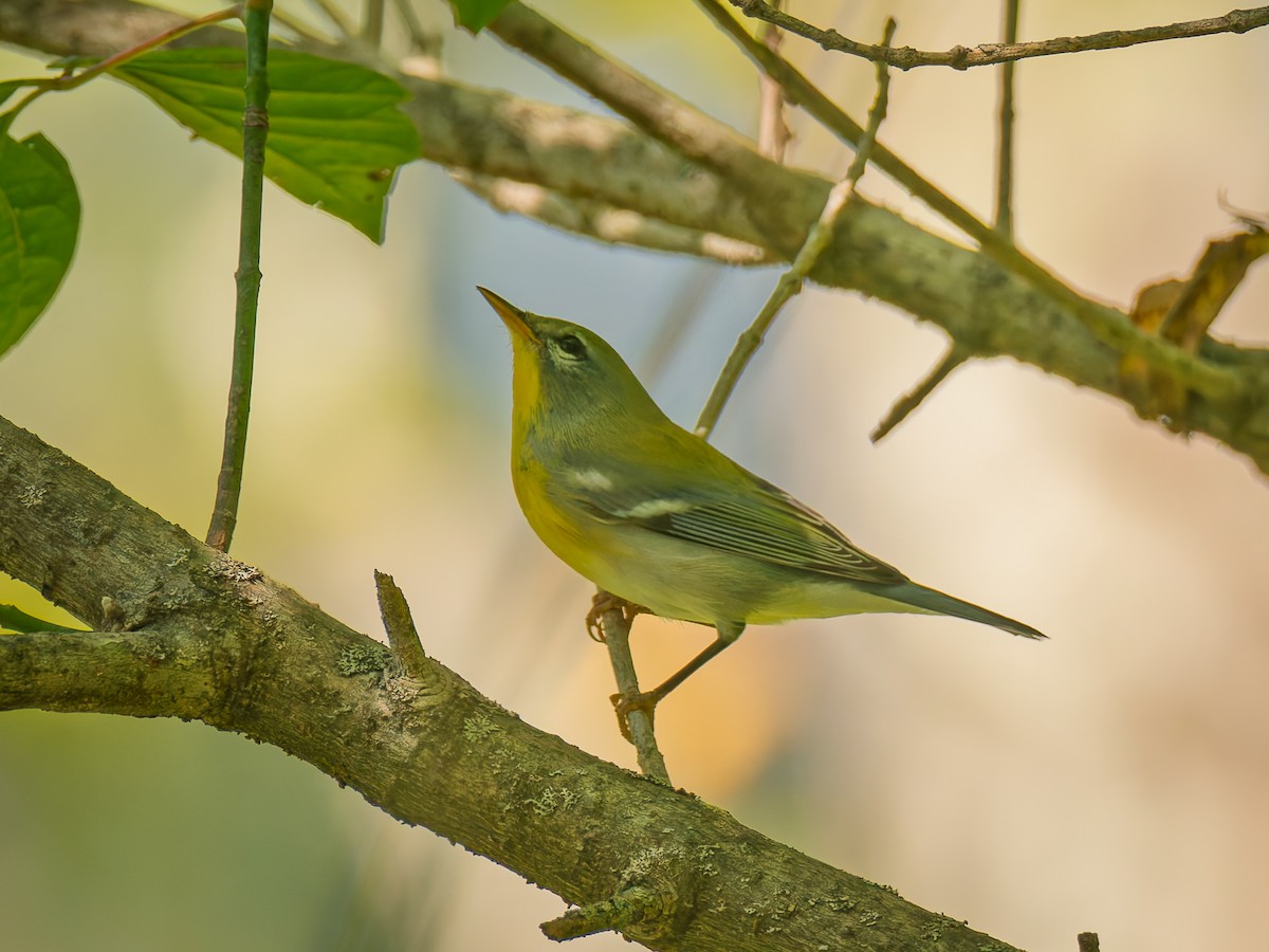 Meisenwaldsänger - ML642659963