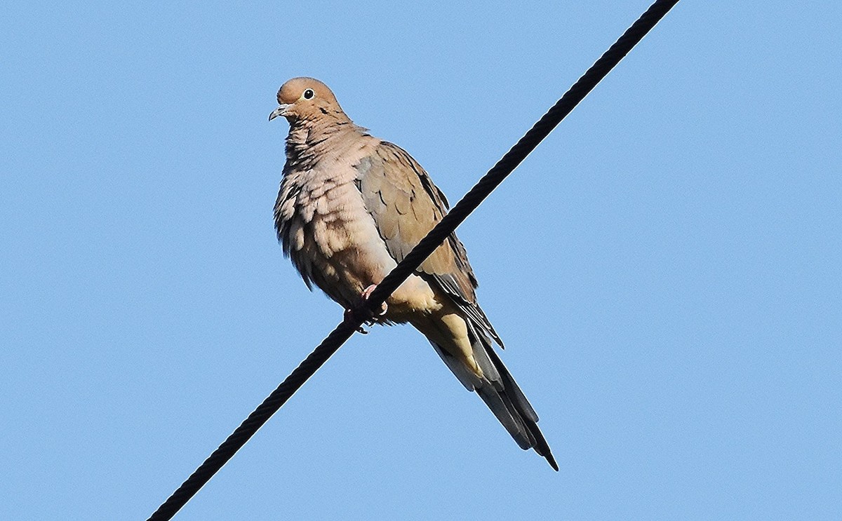 Mourning Dove - ML642659967