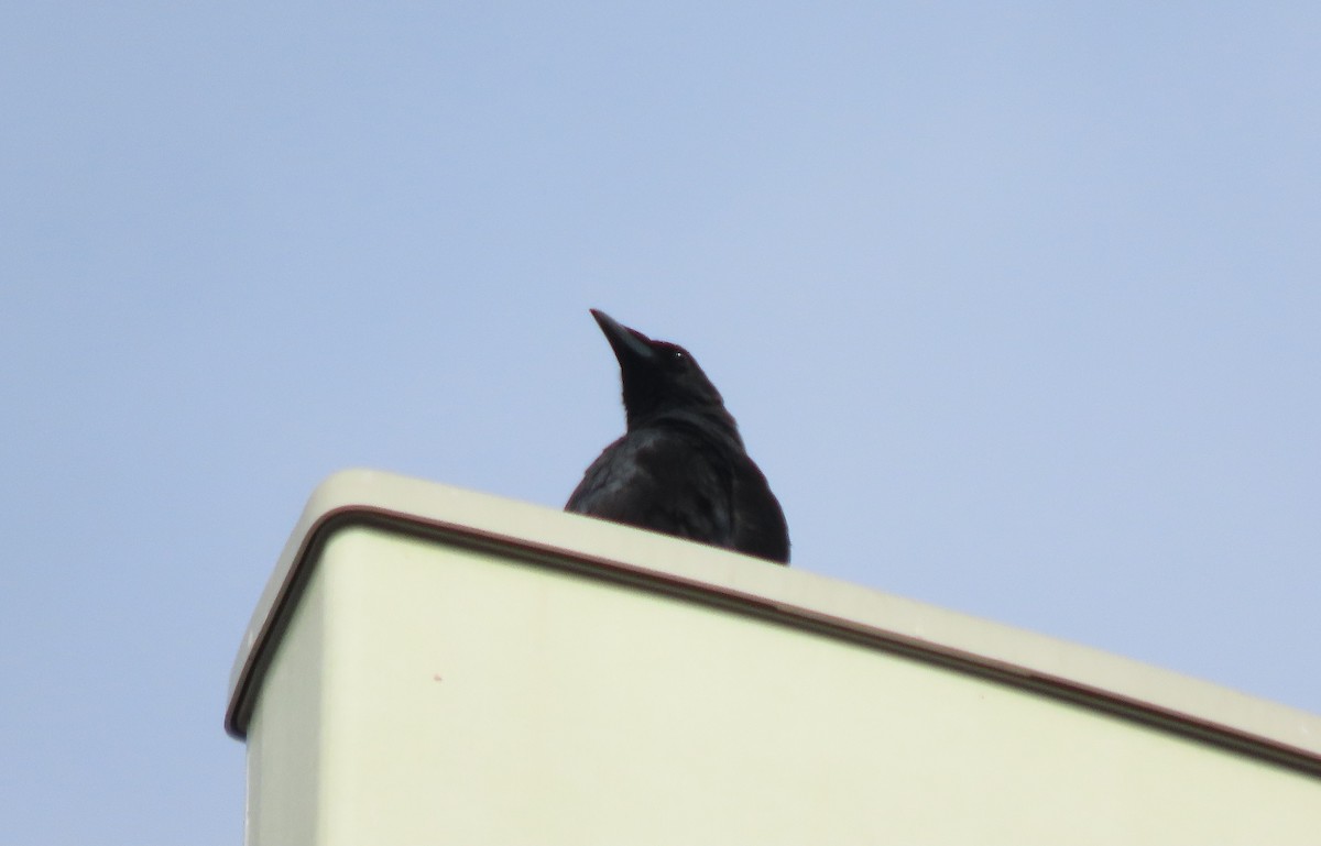 Fish Crow - ML642659970