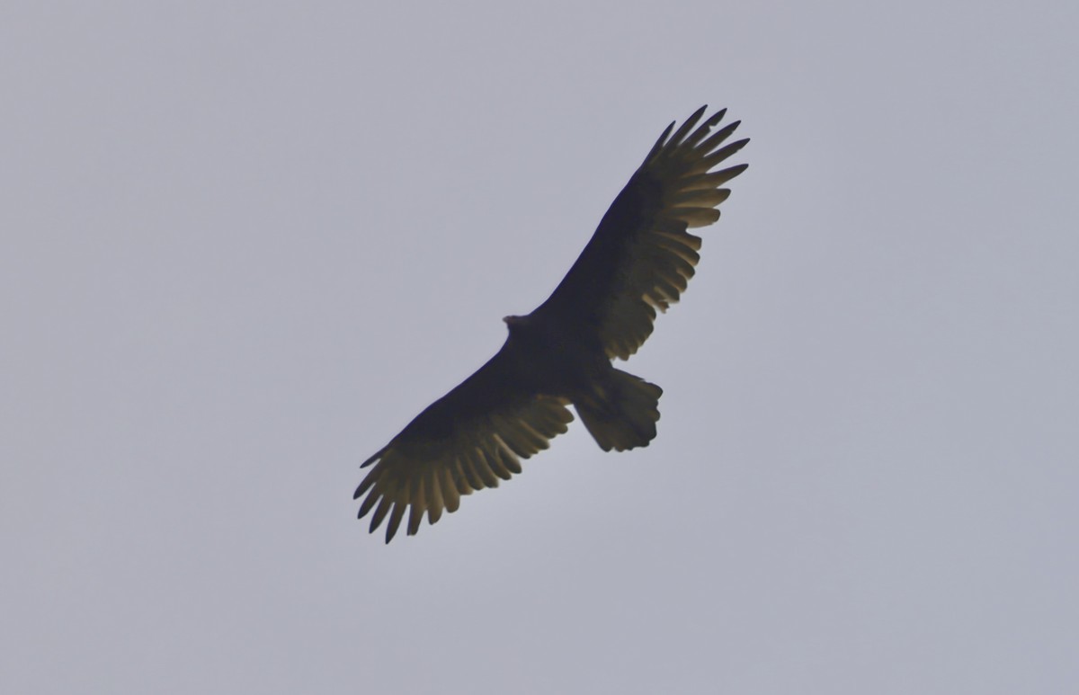 Turkey Vulture - ML642659978