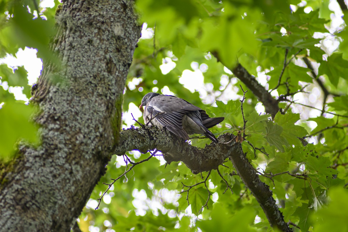 Common Wood-Pigeon - ML642659985