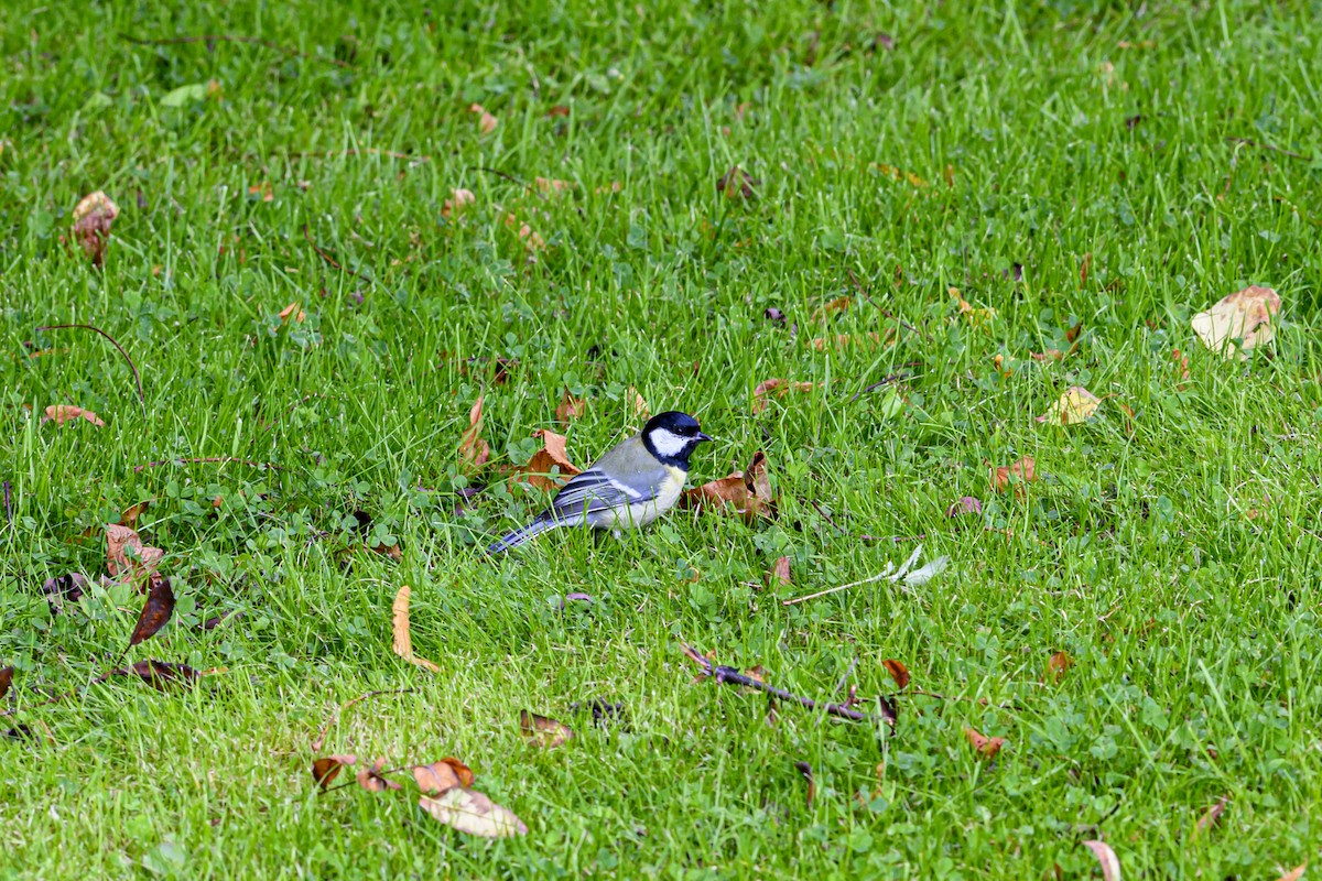Great Tit - ML642659995