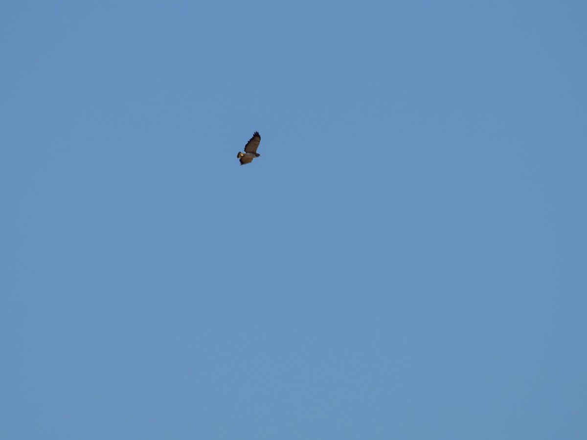 White-tailed Hawk - ML642659996