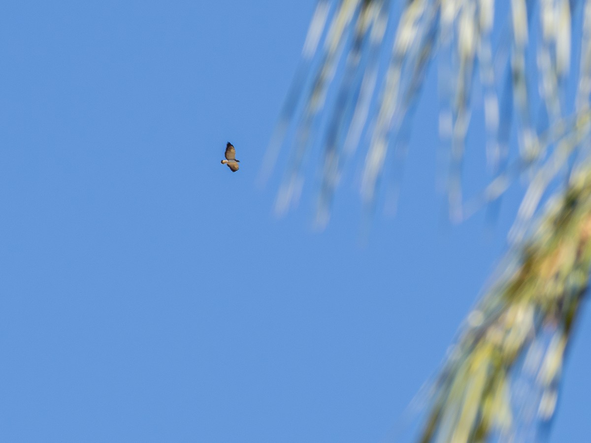 White-tailed Hawk - ML642659997