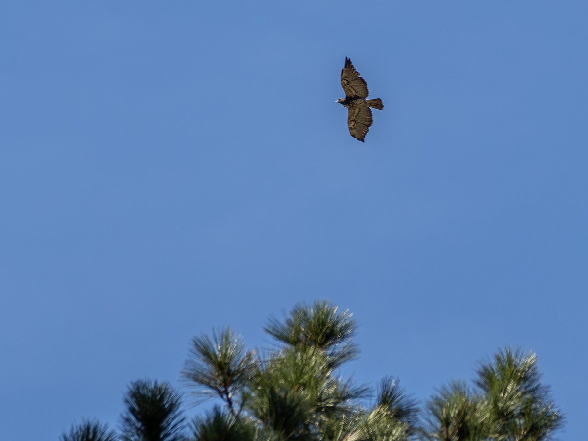 White-tailed Hawk - ML642659998