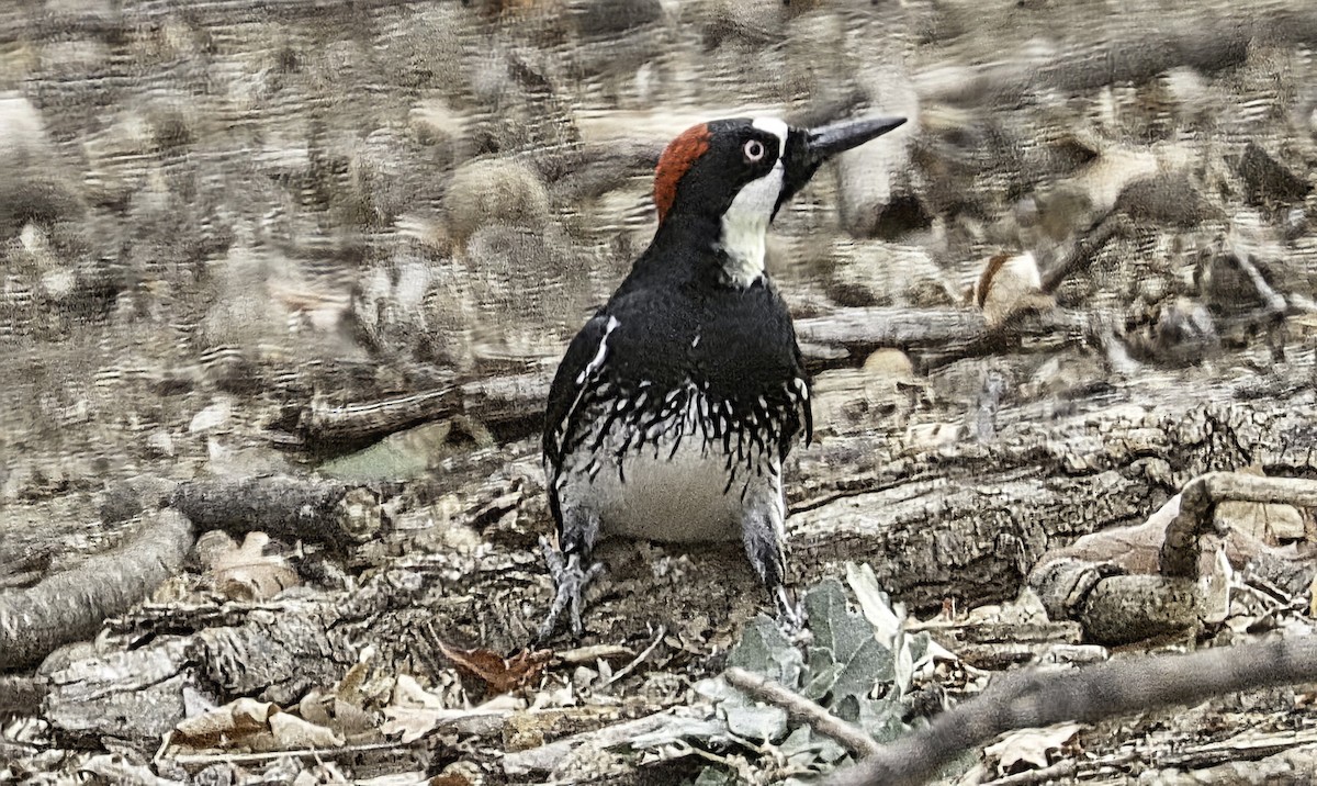 Acorn Woodpecker - ML642660000