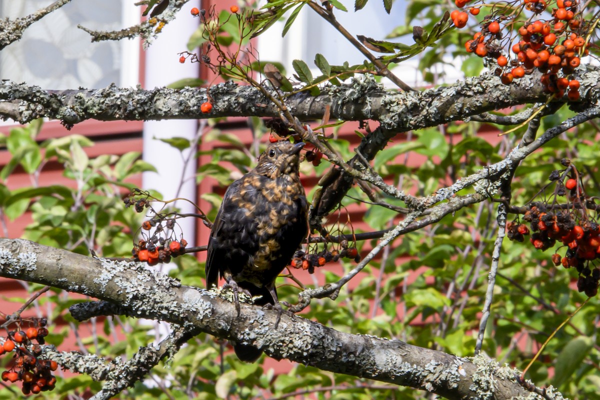 Eurasian Blackbird - ML642660006