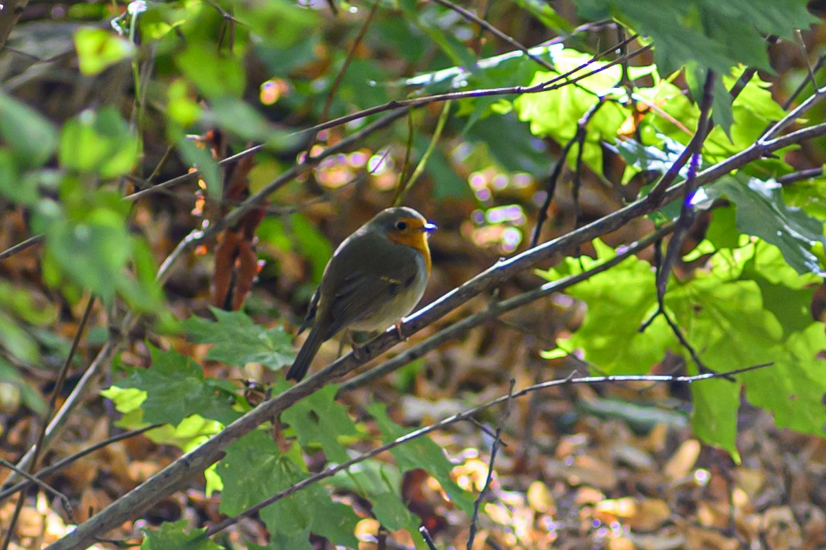 European Robin - ML642660008