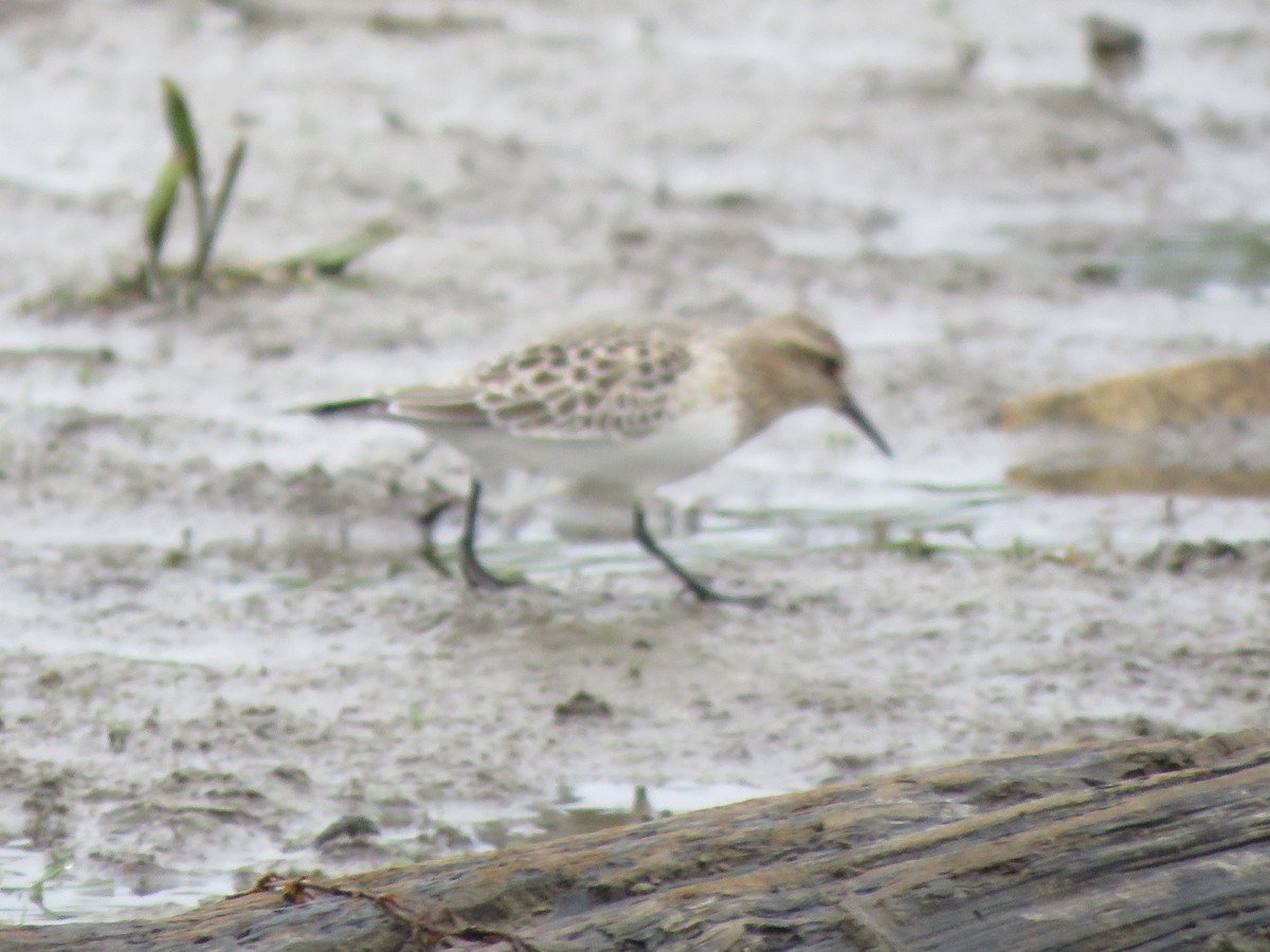 Baird's Sandpiper - ML642660009