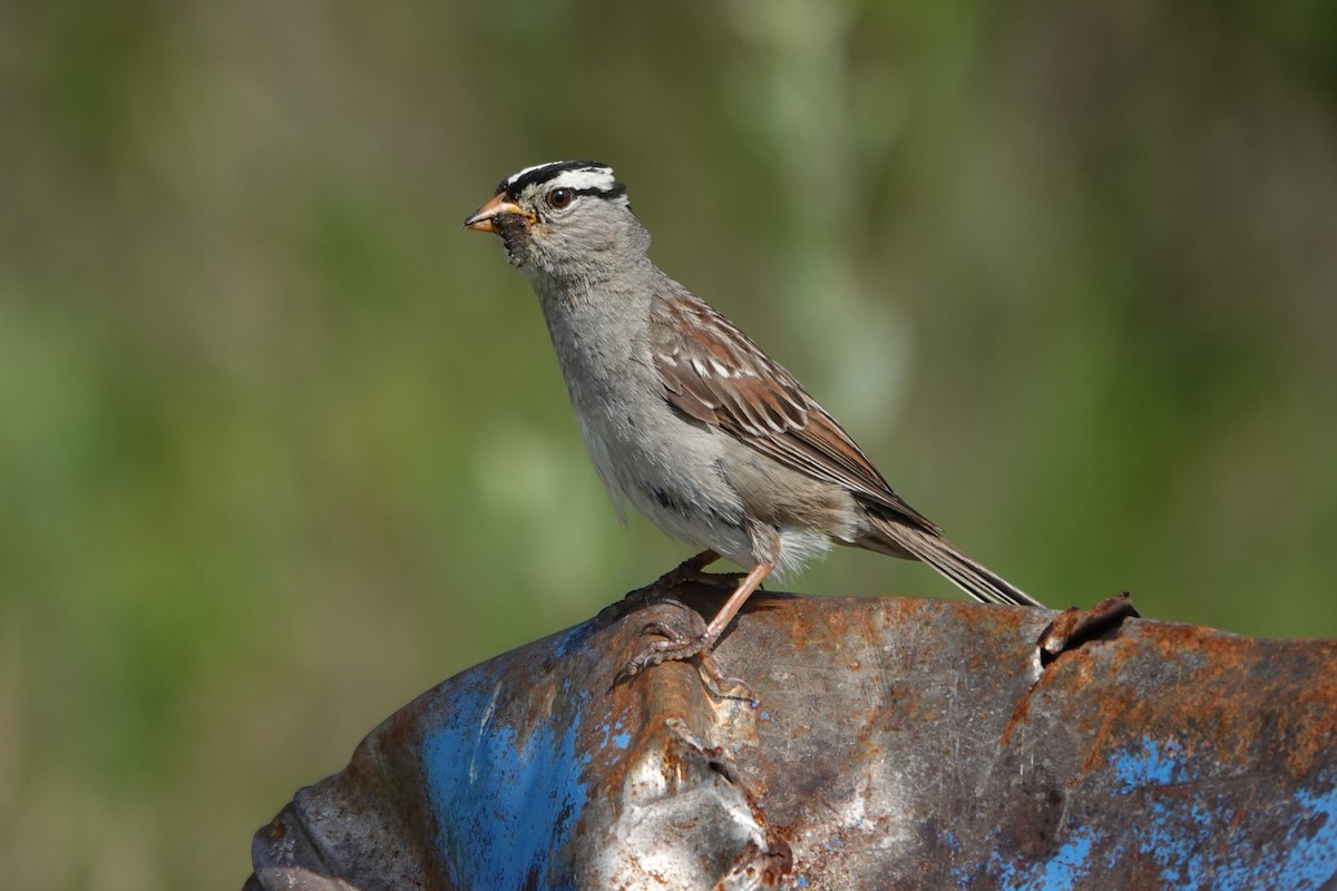 White-crowned Sparrow - ML642660014