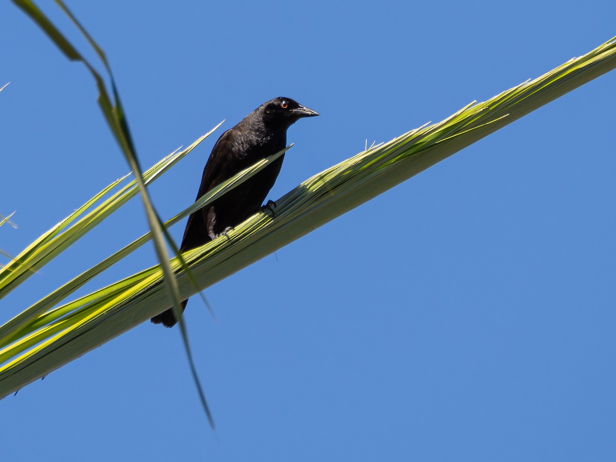 Giant Cowbird - ML642660016