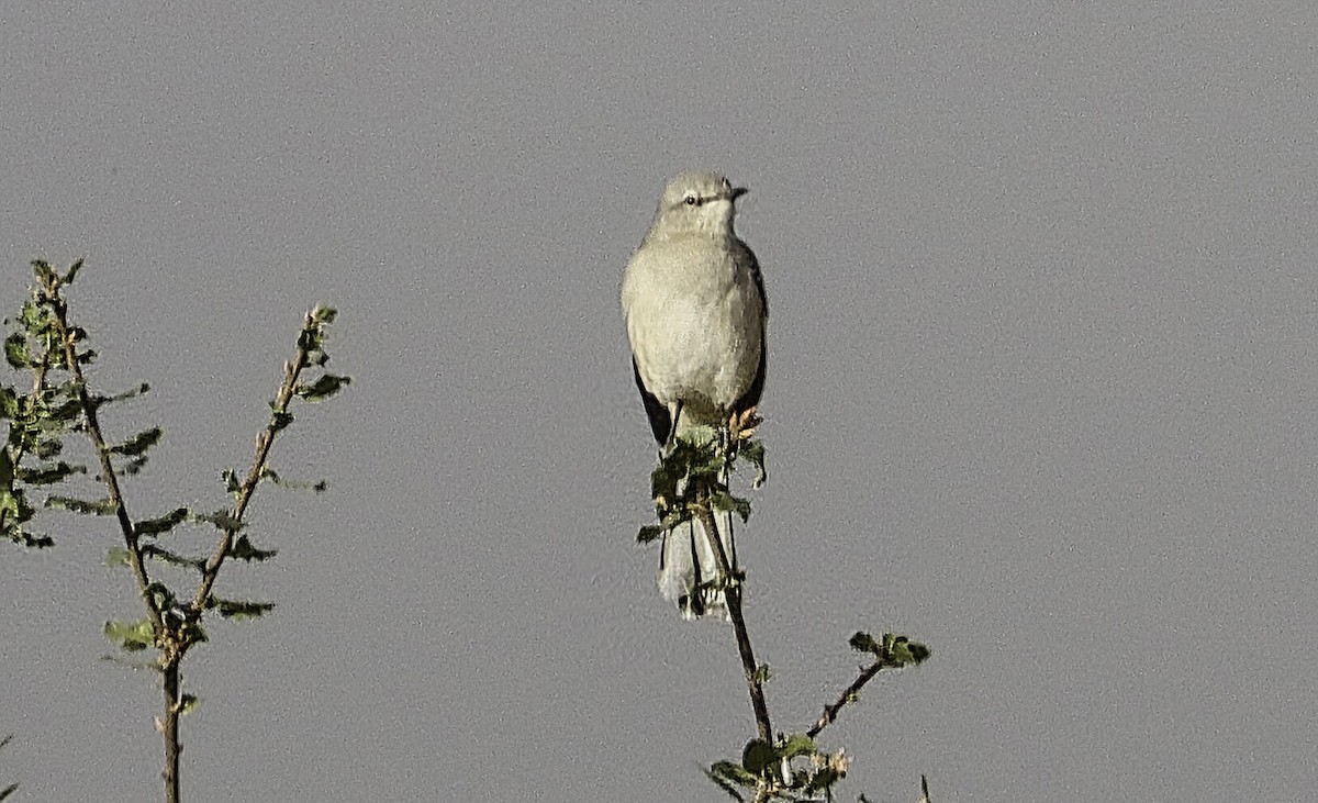 Northern Mockingbird - ML642660054