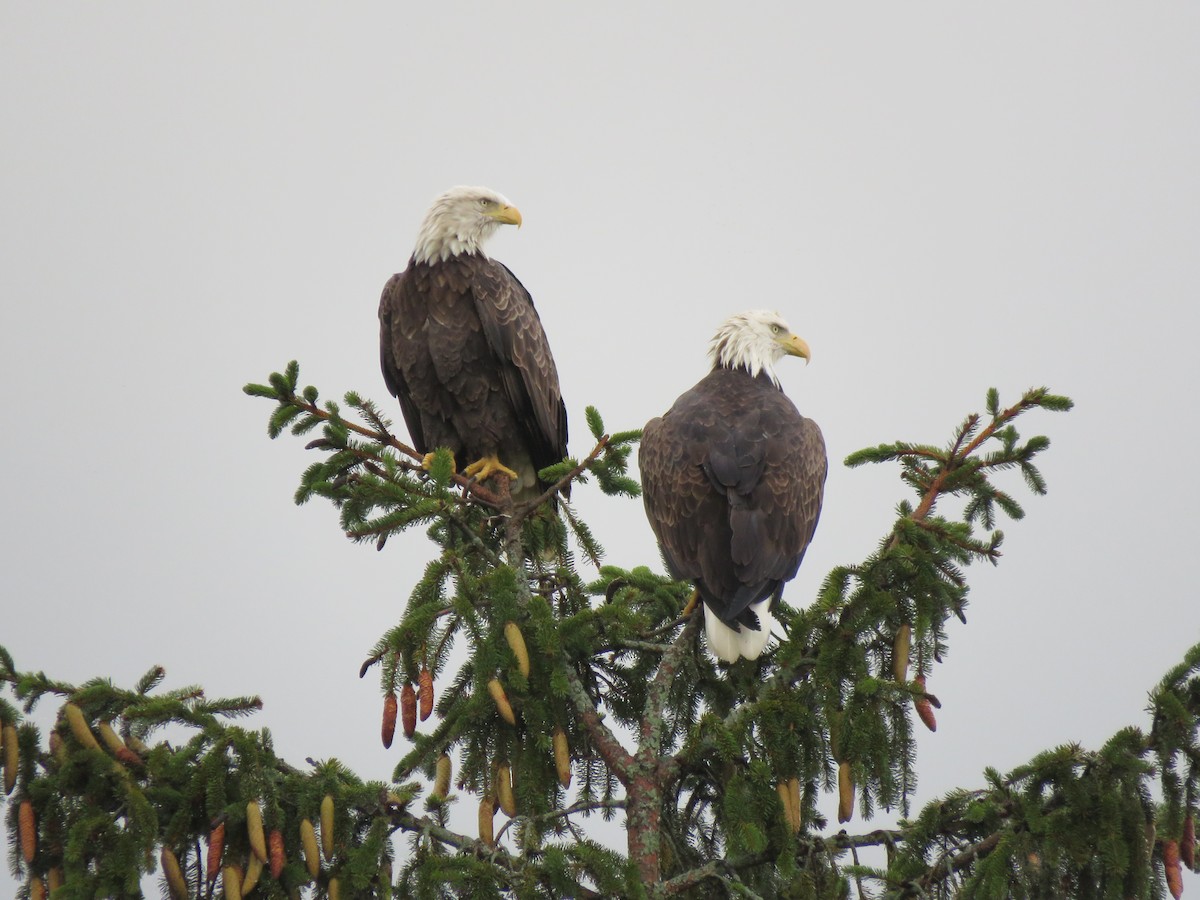 Bald Eagle - ML642660056
