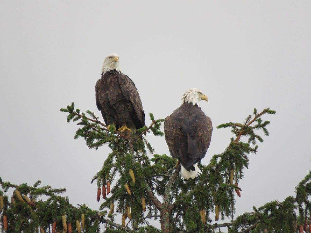 Bald Eagle - ML642660057