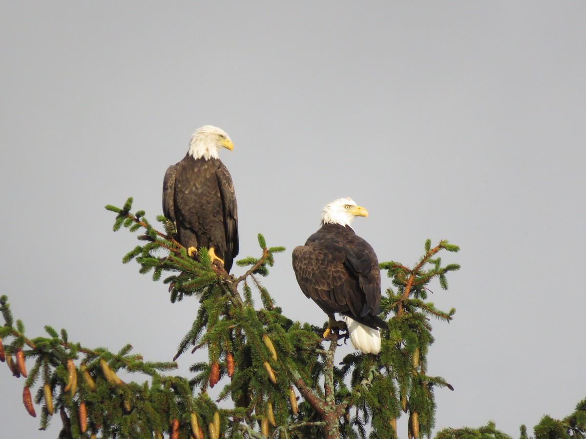 Bald Eagle - ML642660058