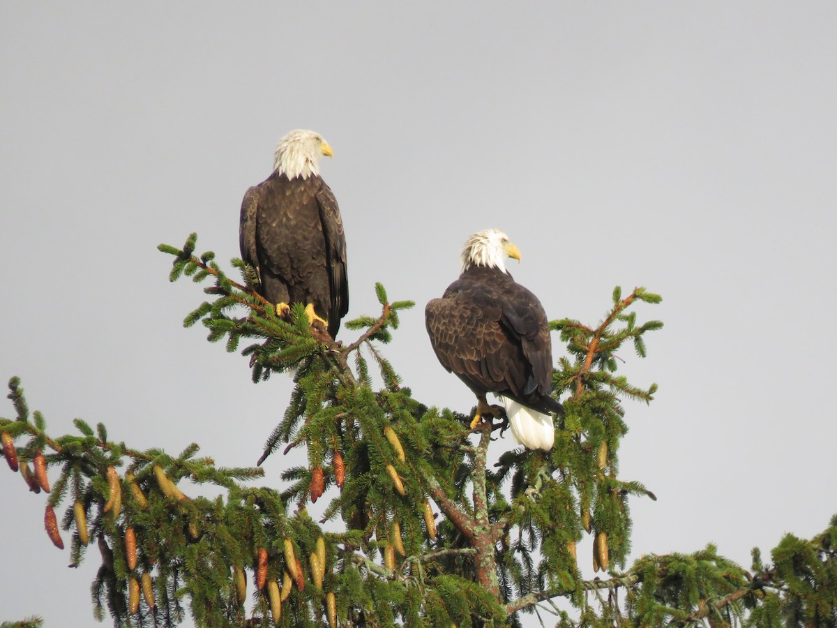 Bald Eagle - ML642660059