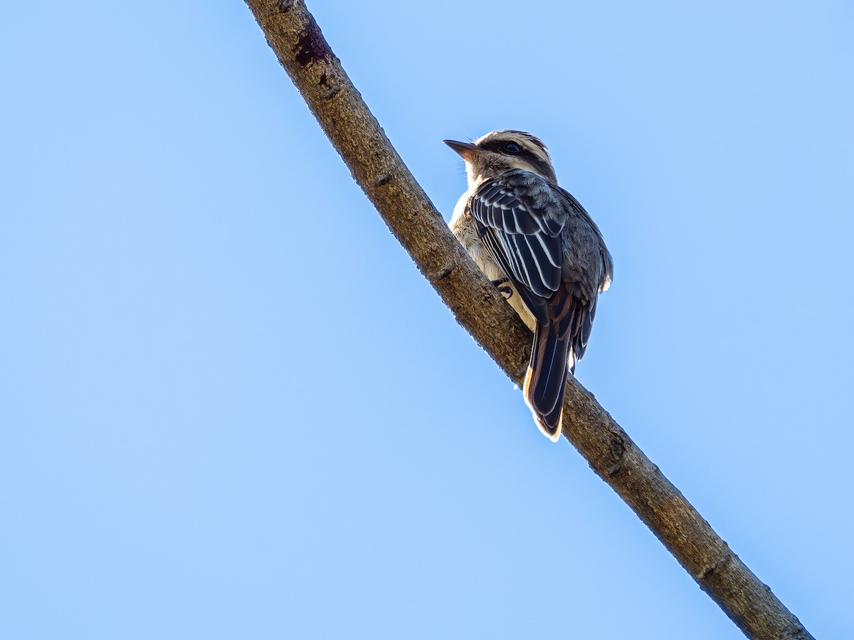 Variegated Flycatcher - ML642660061