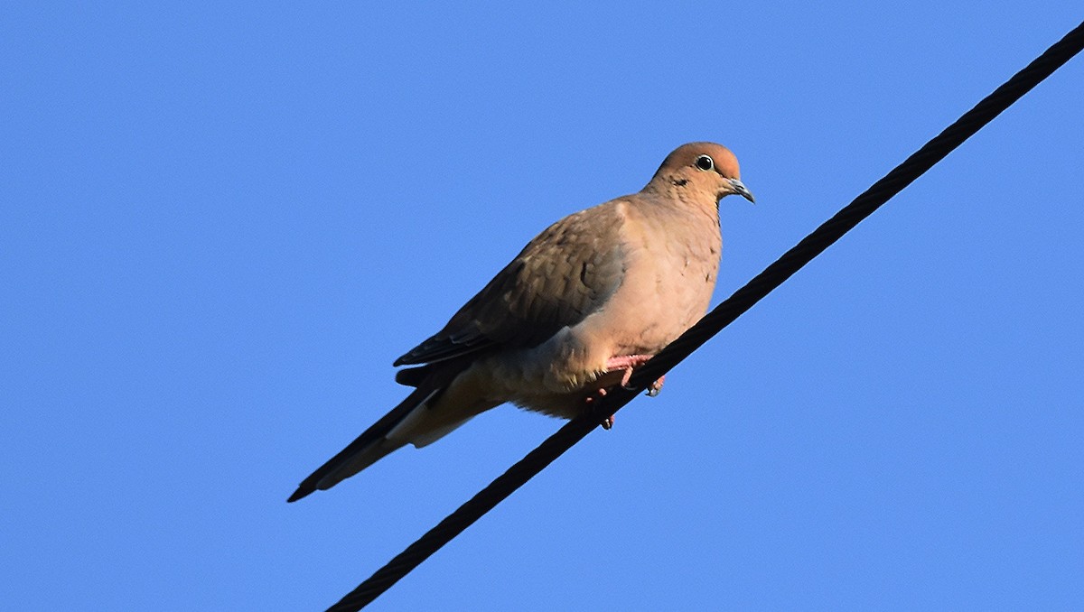 Mourning Dove - ML642660062