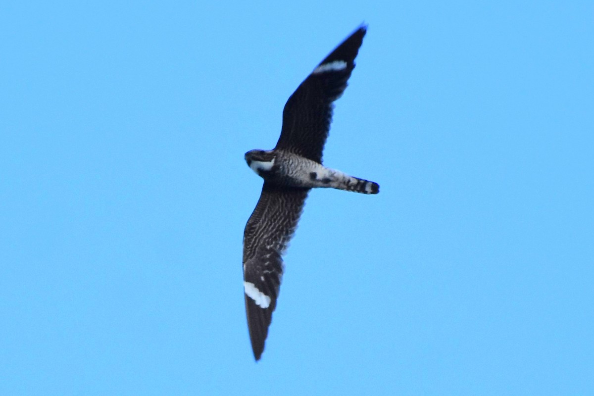 Common Nighthawk - ML642660063